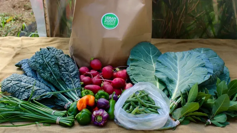 捐赠食物的女人