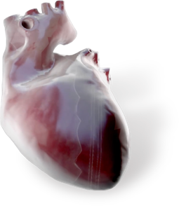 Biotecnología de Barcelona combate enfermedades del corazón